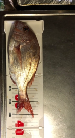 タイの釣果