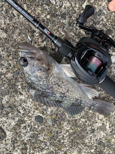 クロソイの釣果