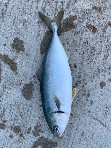 ワカシの釣果