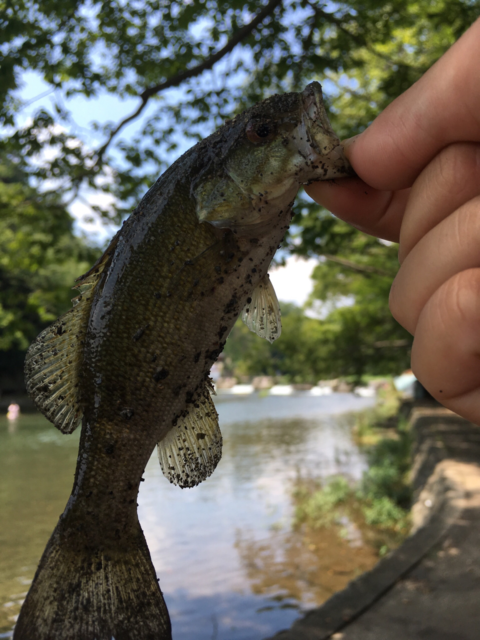 スモールマウスバス