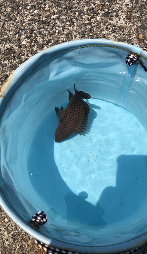 オオモンハタの釣果