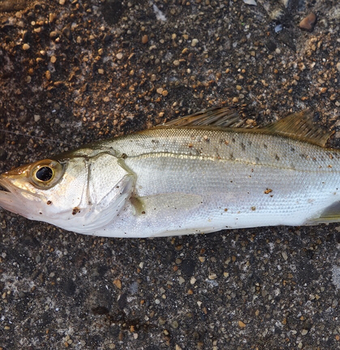 セイゴ（タイリクスズキ）の釣果