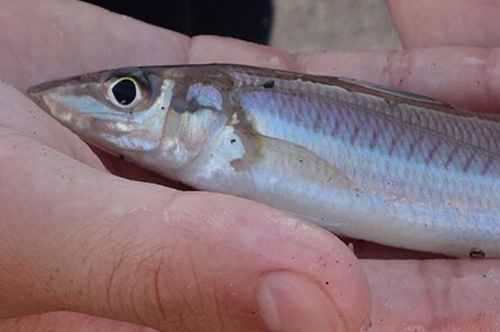 シロギスの釣果