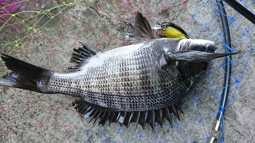 クロダイの釣果