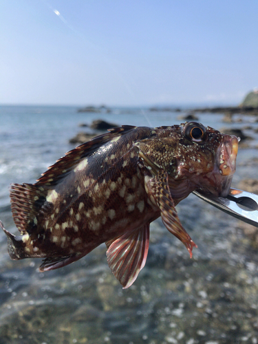 ガシラの釣果