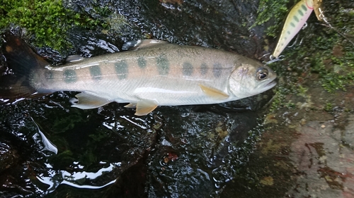 ヤマメの釣果