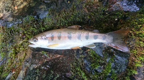 ヤマメの釣果