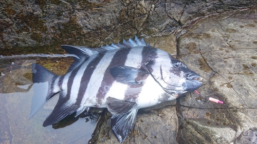 イシダイの釣果