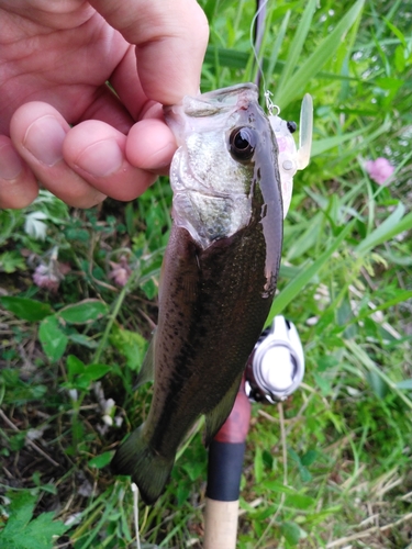 ラージマウスバスの釣果