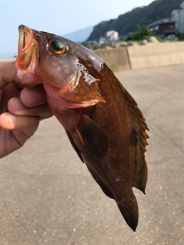 キジハタの釣果