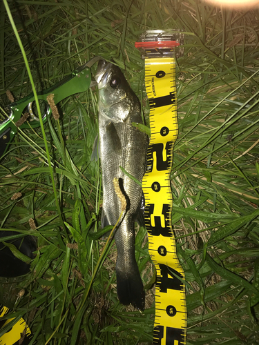 シーバスの釣果