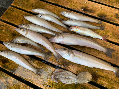 シロギスの釣果