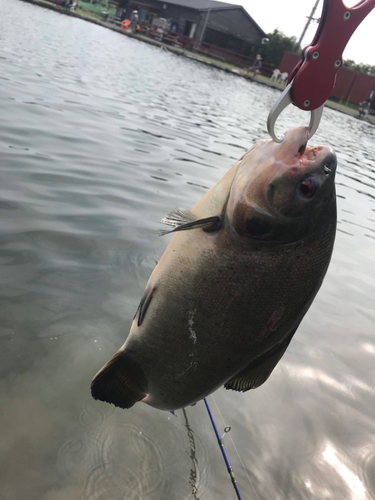 コロソマの釣果