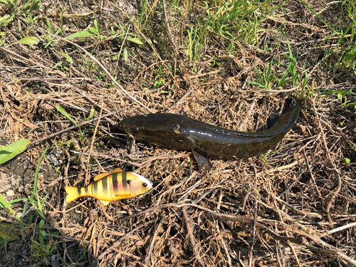 ライギョの釣果