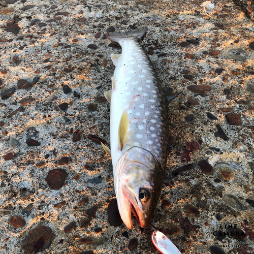 アメマスの釣果