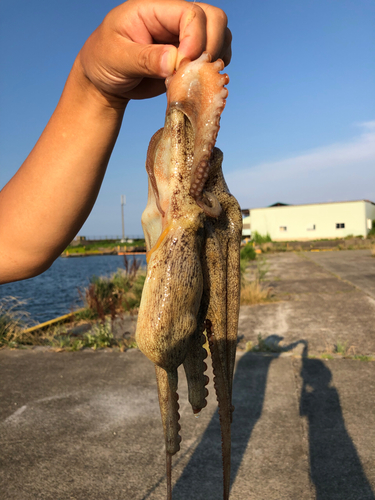 タコの釣果