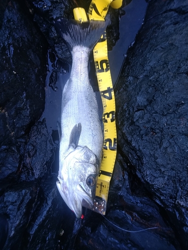 ヒラスズキの釣果