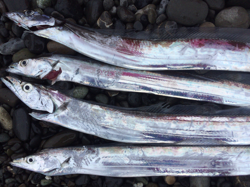 タチウオの釣果