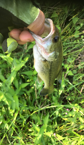 ラージマウスバスの釣果