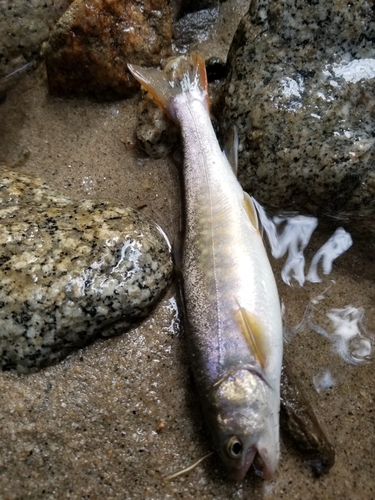 イワナの釣果