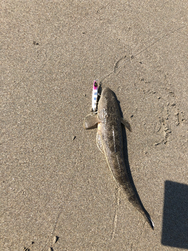 コチの釣果