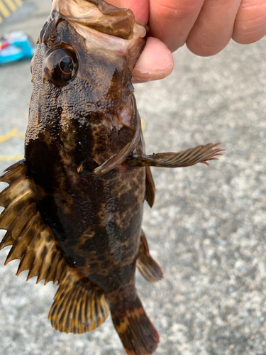 ガシラの釣果