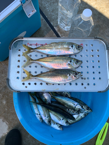 アジの釣果