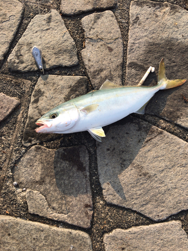 ツバスの釣果