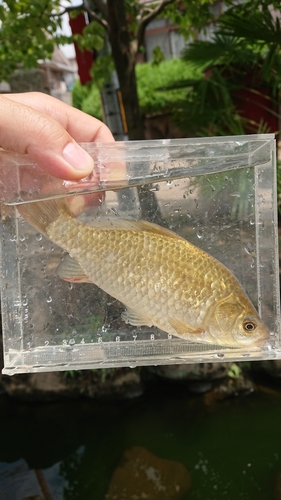 フナの釣果