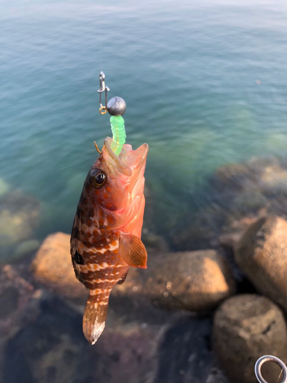 アジ