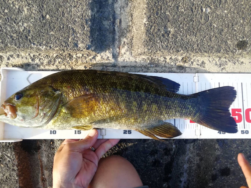 スモールマウスバスの釣果