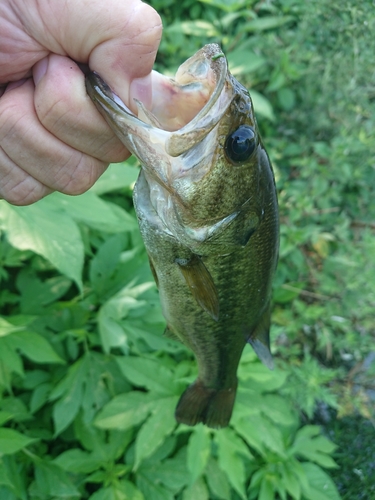 ラージマウスバスの釣果