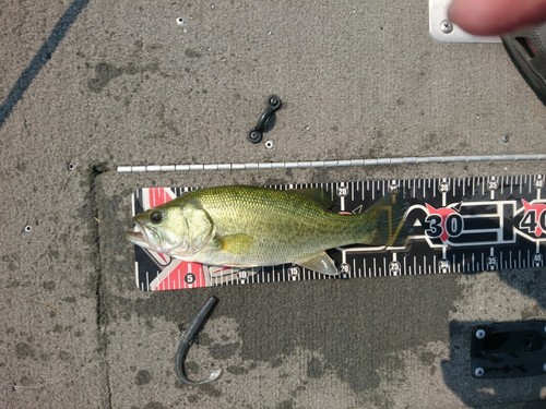 ブラックバスの釣果