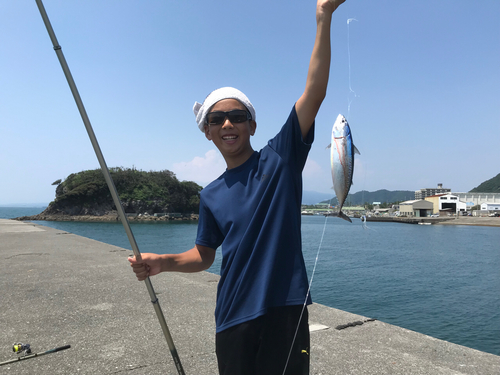 マルソウダの釣果