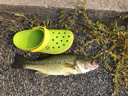 ブラックバスの釣果