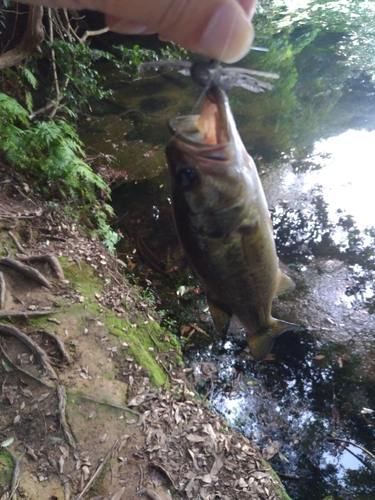 ラージマウスバスの釣果