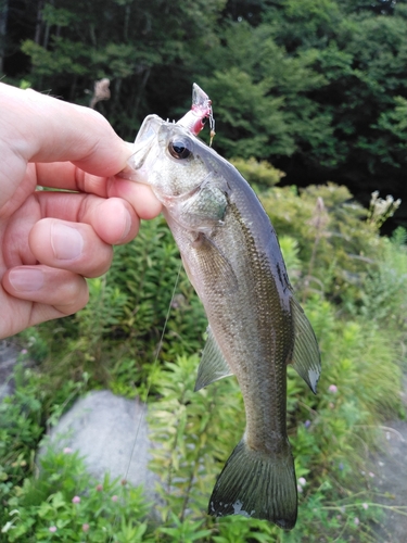 ラージマウスバスの釣果