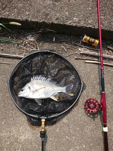 キチヌの釣果