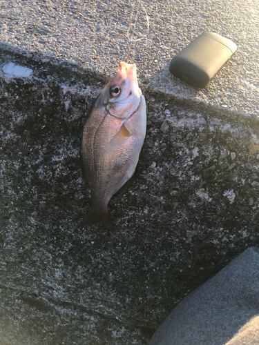 ウミタナゴの釣果