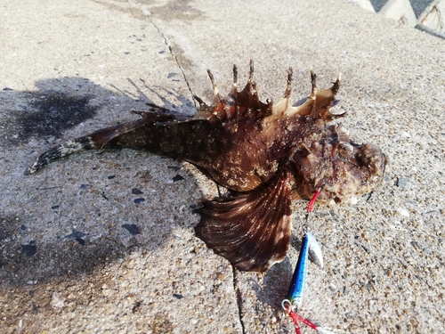 オニオコゼの釣果