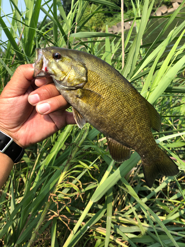 スモールマウスバスの釣果