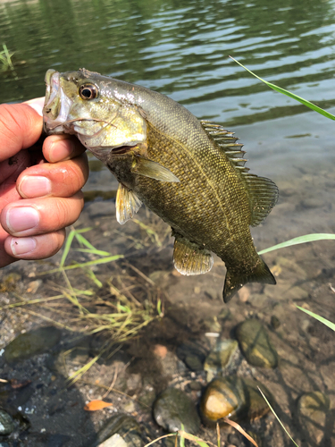 スモールマウスバスの釣果