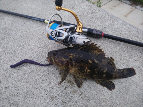 タケノコメバルの釣果