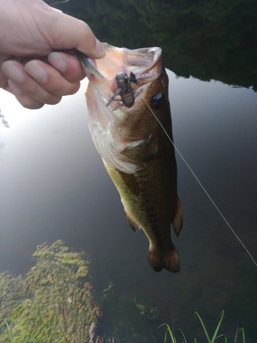 ラージマウスバスの釣果