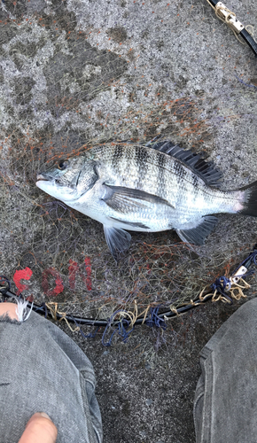 クロダイの釣果