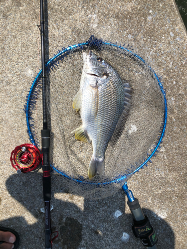 キビレの釣果