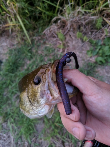 ブラックバスの釣果