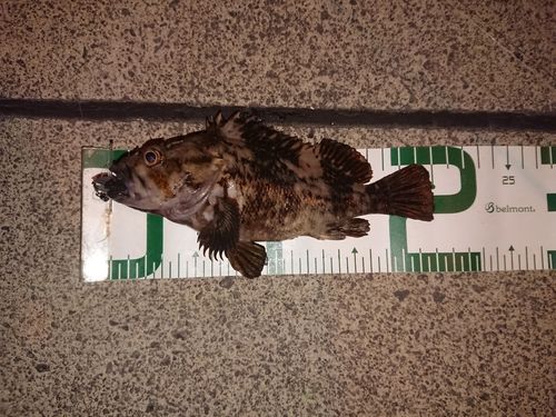 オウゴンムラソイの釣果