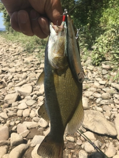 スモールマウスバスの釣果