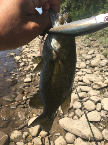 スモールマウスバスの釣果